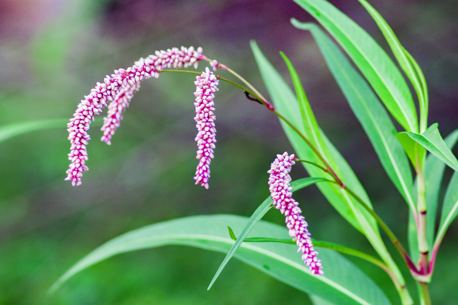 Nikon D3300 sample photo. Plant, green, nature photography