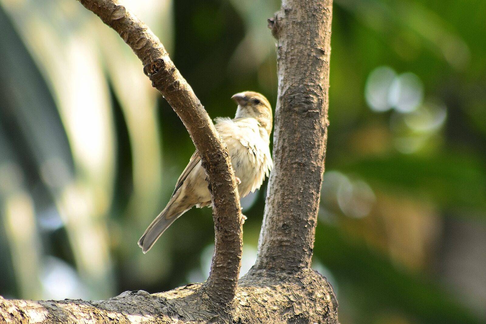 Nikon D5100 sample photo. Sparrow bird, on the photography