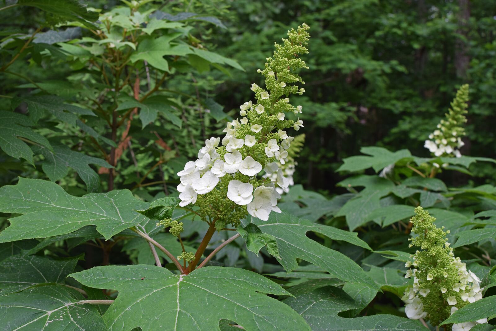 Nikon D3300 sample photo. Oak leaf hydrangea, hydrangea photography
