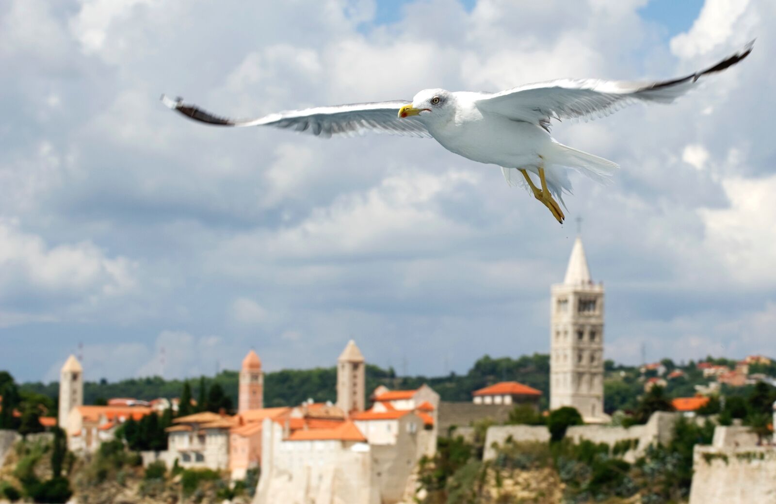 Nikon D3S sample photo. Island of rab, seagull photography