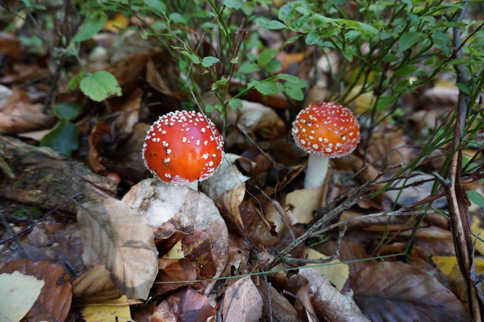 Sony a6000 sample photo. Mushrooms, fly agaric, toxic photography