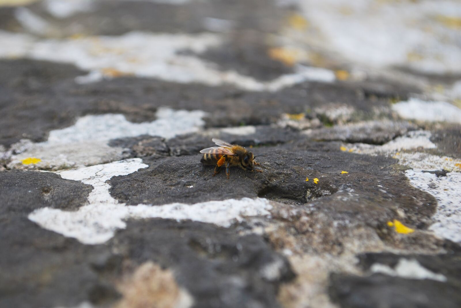 Nikon D60 sample photo. Bee, stone, close photography