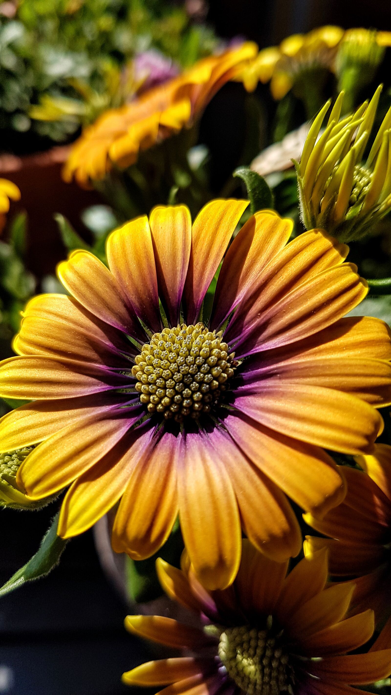 Samsung Galaxy S7 Edge sample photo. Cape basket, osteospermum, flower photography