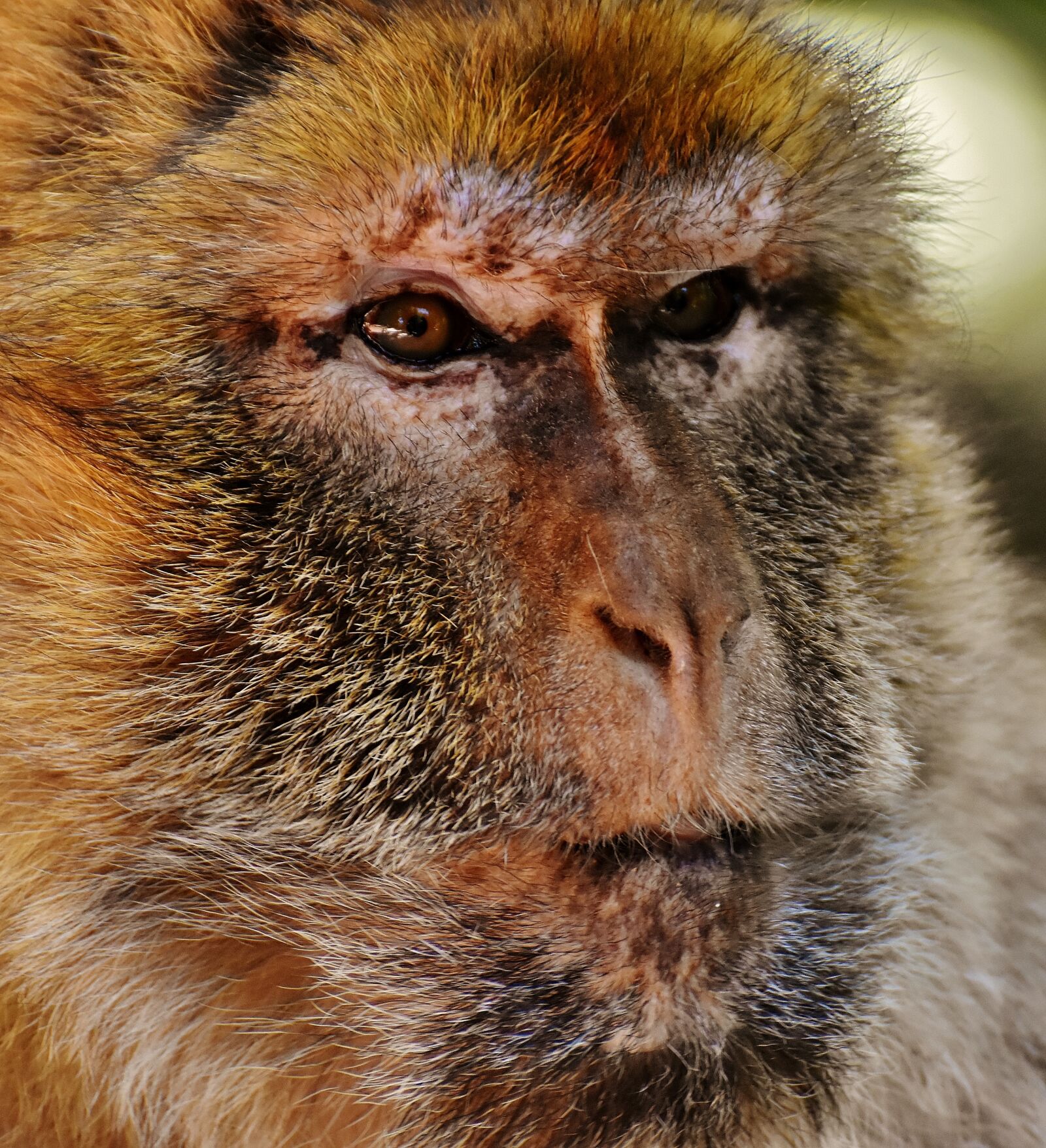 Nikon D7200 sample photo. Barbary ape, endangered species photography