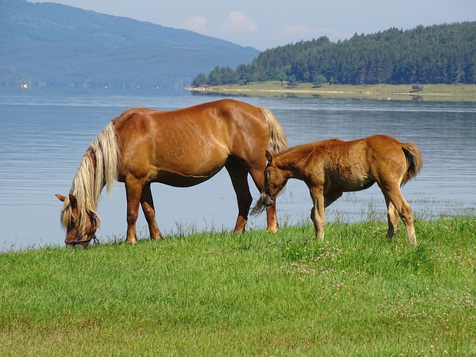 Sony Cyber-shot DSC-HX400V sample photo. Horses, animals, nature photography