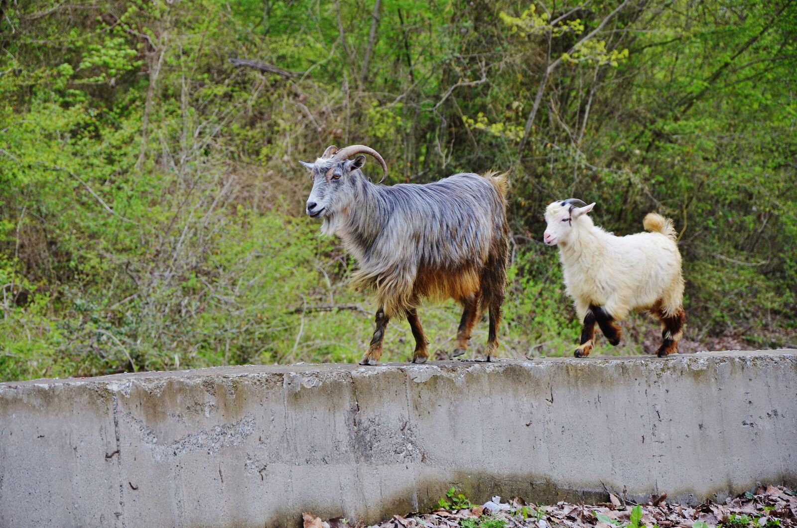 Nikon D7000 sample photo. Goat, goats, animal photography