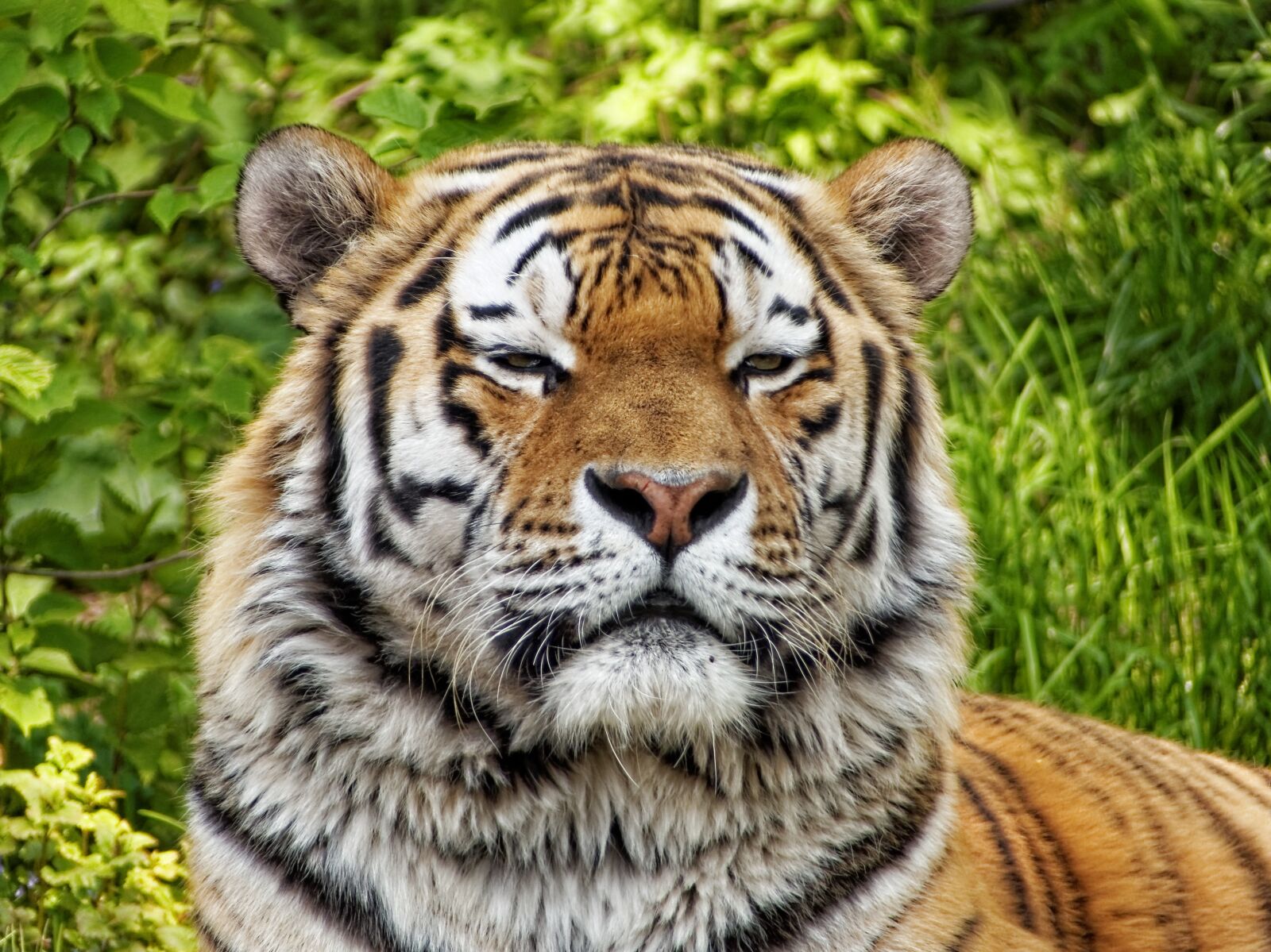 Panasonic Lumix DMC-FZ200 sample photo. Nature, tiger, animals photography
