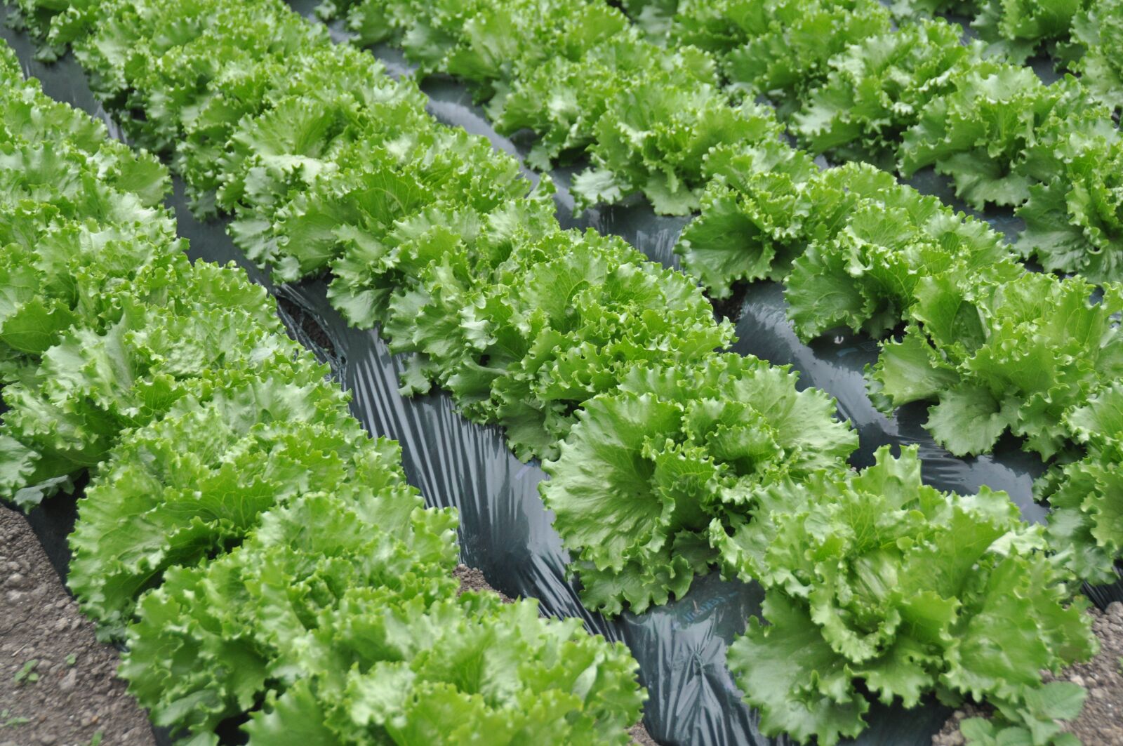 Nikon D90 sample photo. Lettuce, lettuce field photography