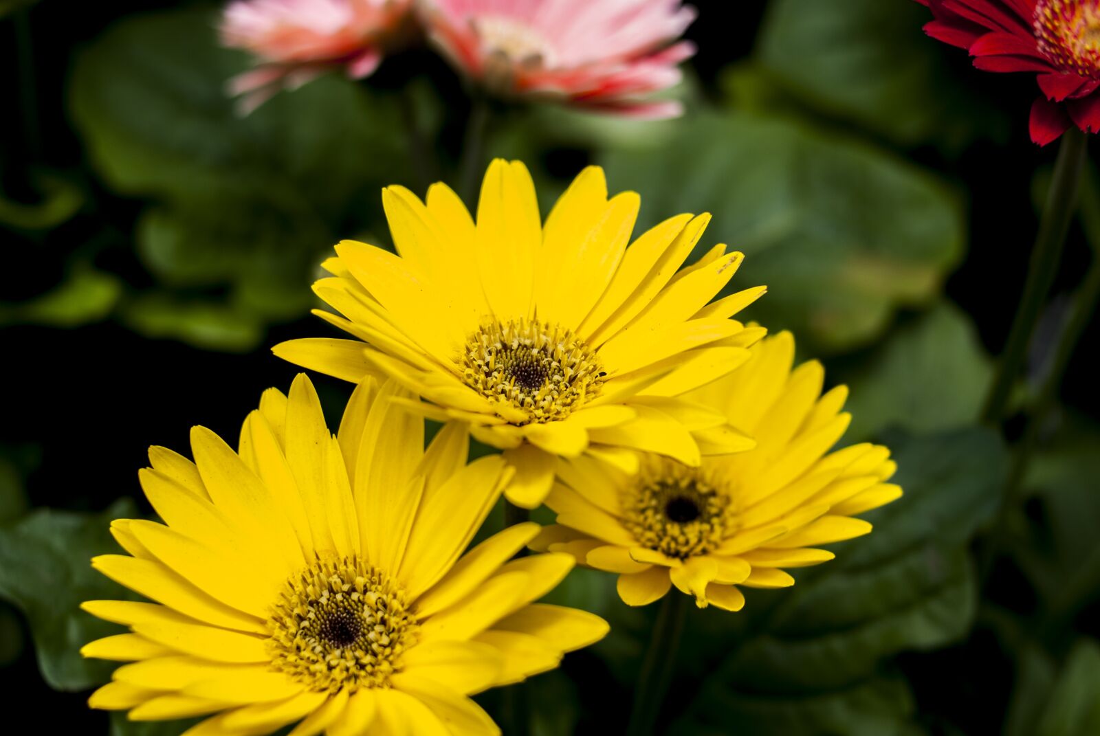 Nikon D60 sample photo. Beautiful g rbela, flower photography