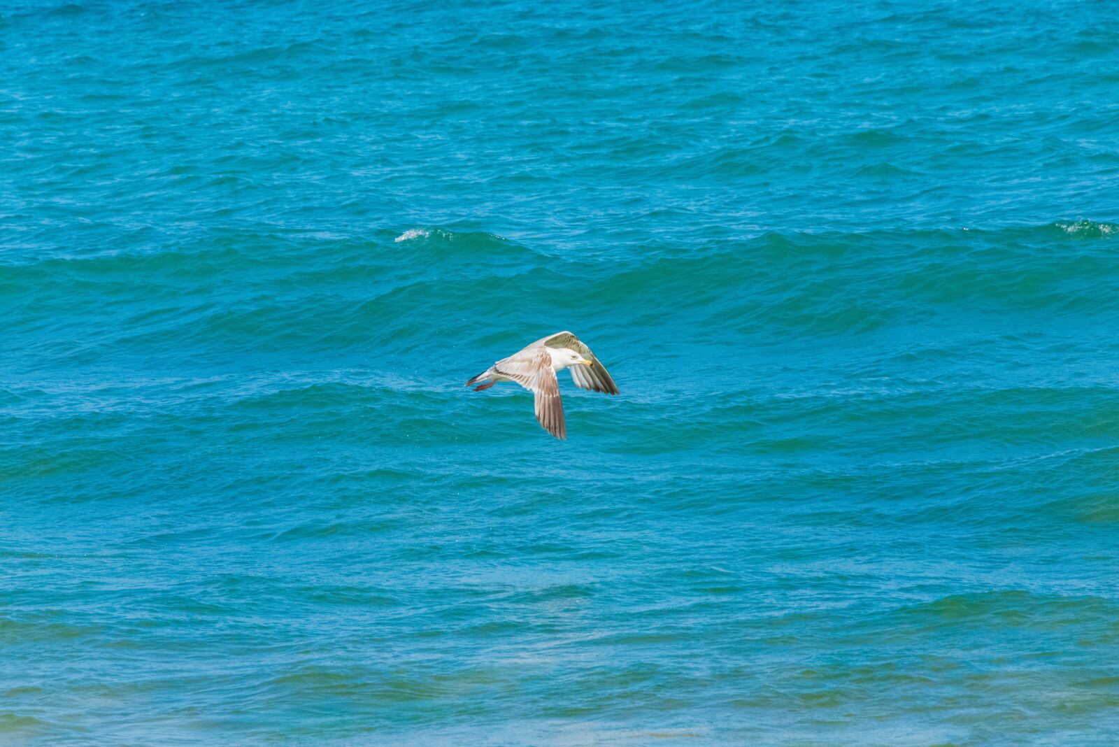 Nikon D800 sample photo. Lake, ocean, seagull photography