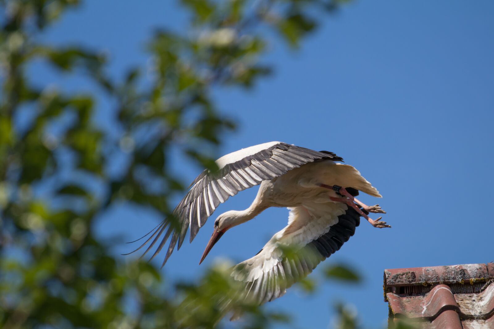 Canon EOS 80D sample photo. Bird, nature, animal world photography