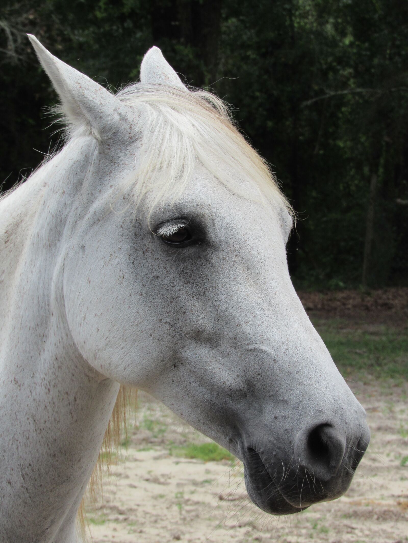Canon PowerShot SX520 HS sample photo. White, horse, portrait photography