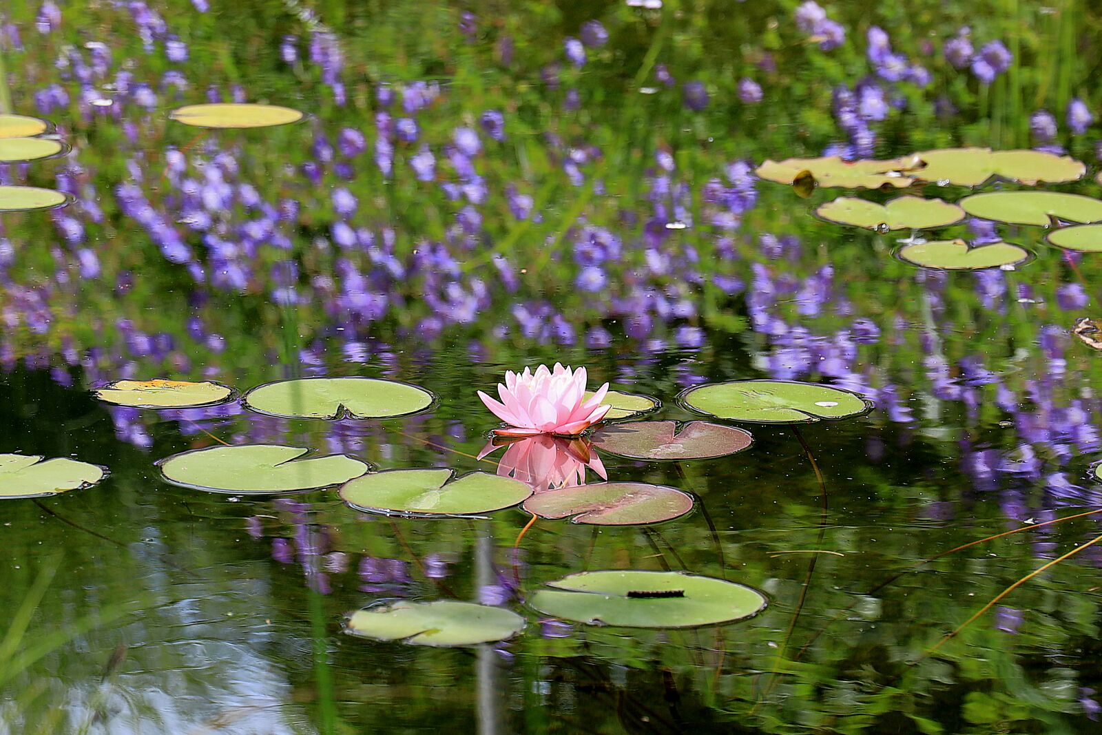 Canon EOS R sample photo. Pond, water lily, blossom photography