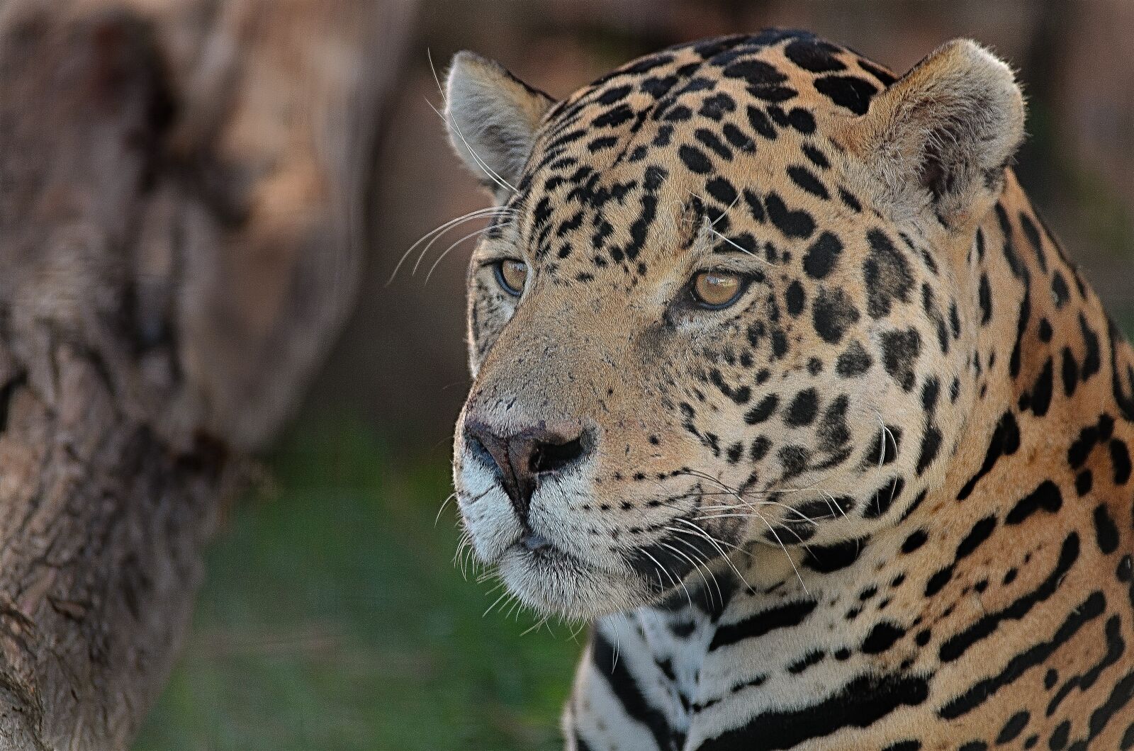 Nikon D7000 sample photo. Jaguar, eyes, spotted photography