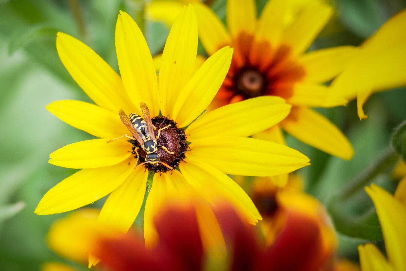 Panasonic Lumix DMC-GX85 (Lumix DMC-GX80 / Lumix DMC-GX7 Mark II) + LUMIX G 20/F1.7 II sample photo. Flower, osa, garden photography