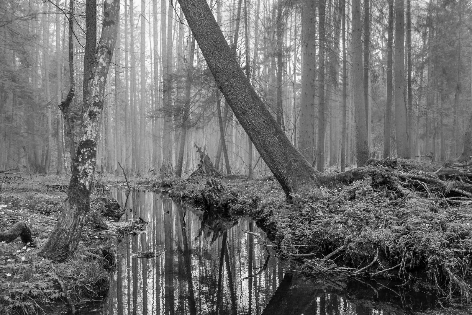 Fujifilm XF 18-135mm F3.5-5.6 R LM OIS WR sample photo. Forest, trees, water photography