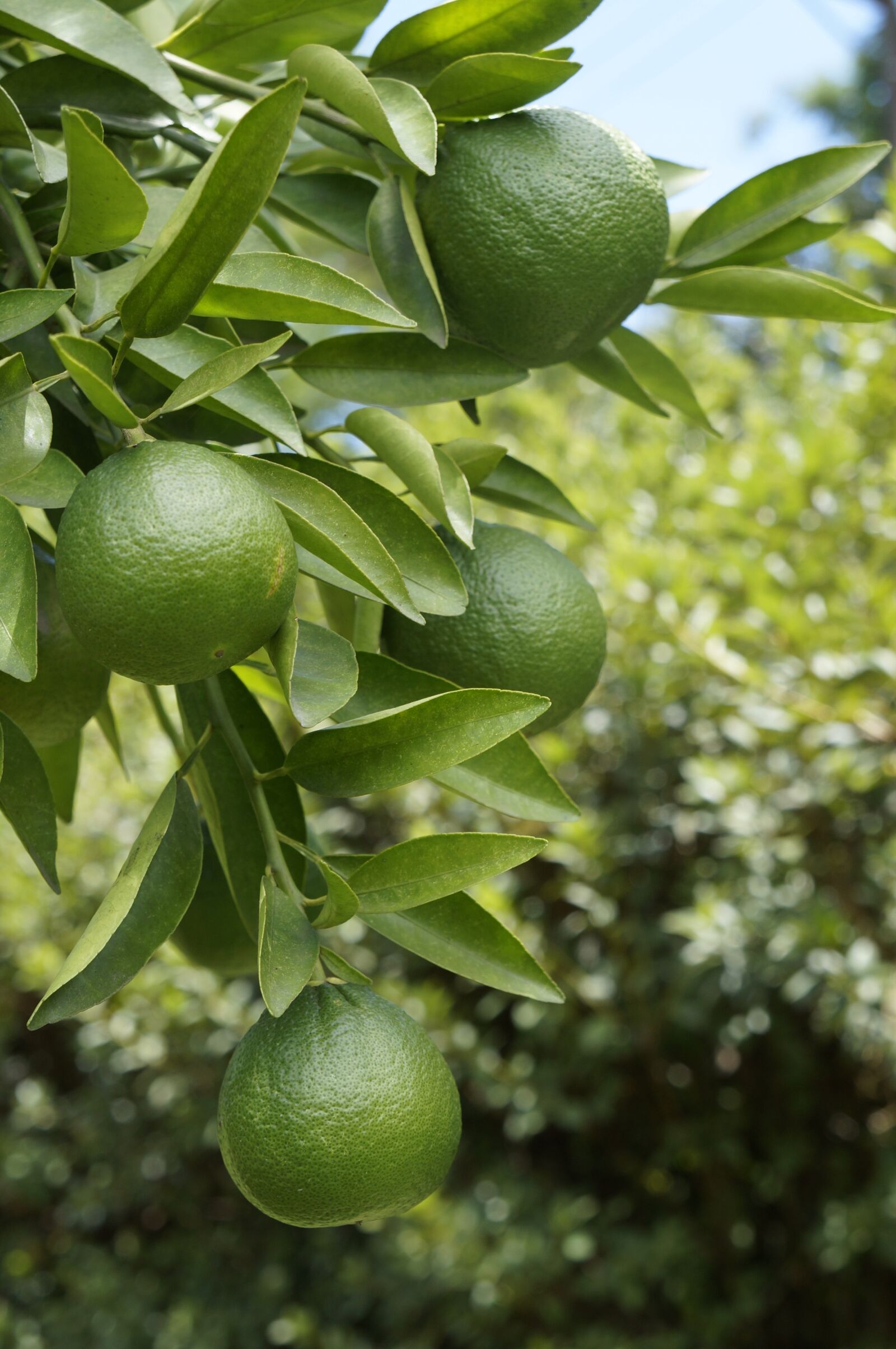 Sony Alpha NEX-F3 + Sony E 18-55mm F3.5-5.6 OSS sample photo. Lemon, fruit photography