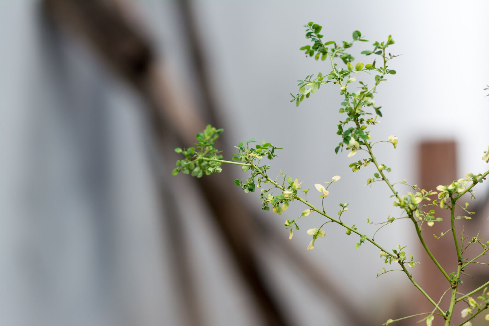 Nikon D5200 sample photo. Tree, green, nature photography