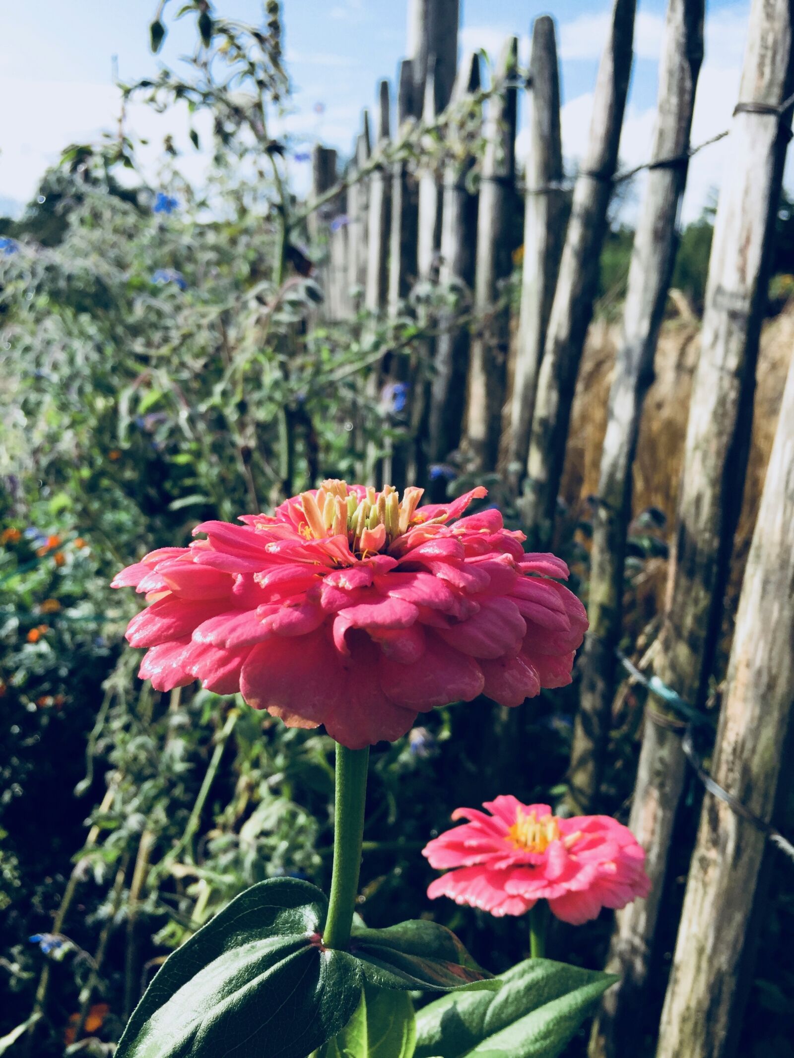 Apple iPhone 6 sample photo. Nature, flower, plant photography