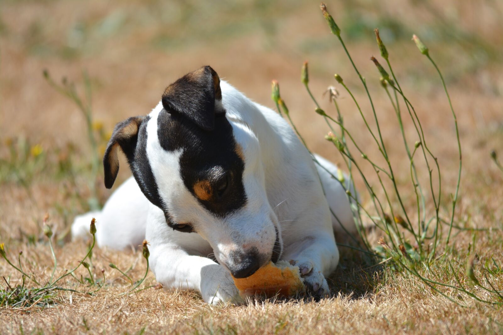 Nikon D7100 sample photo. Dog, animals, jack russel photography