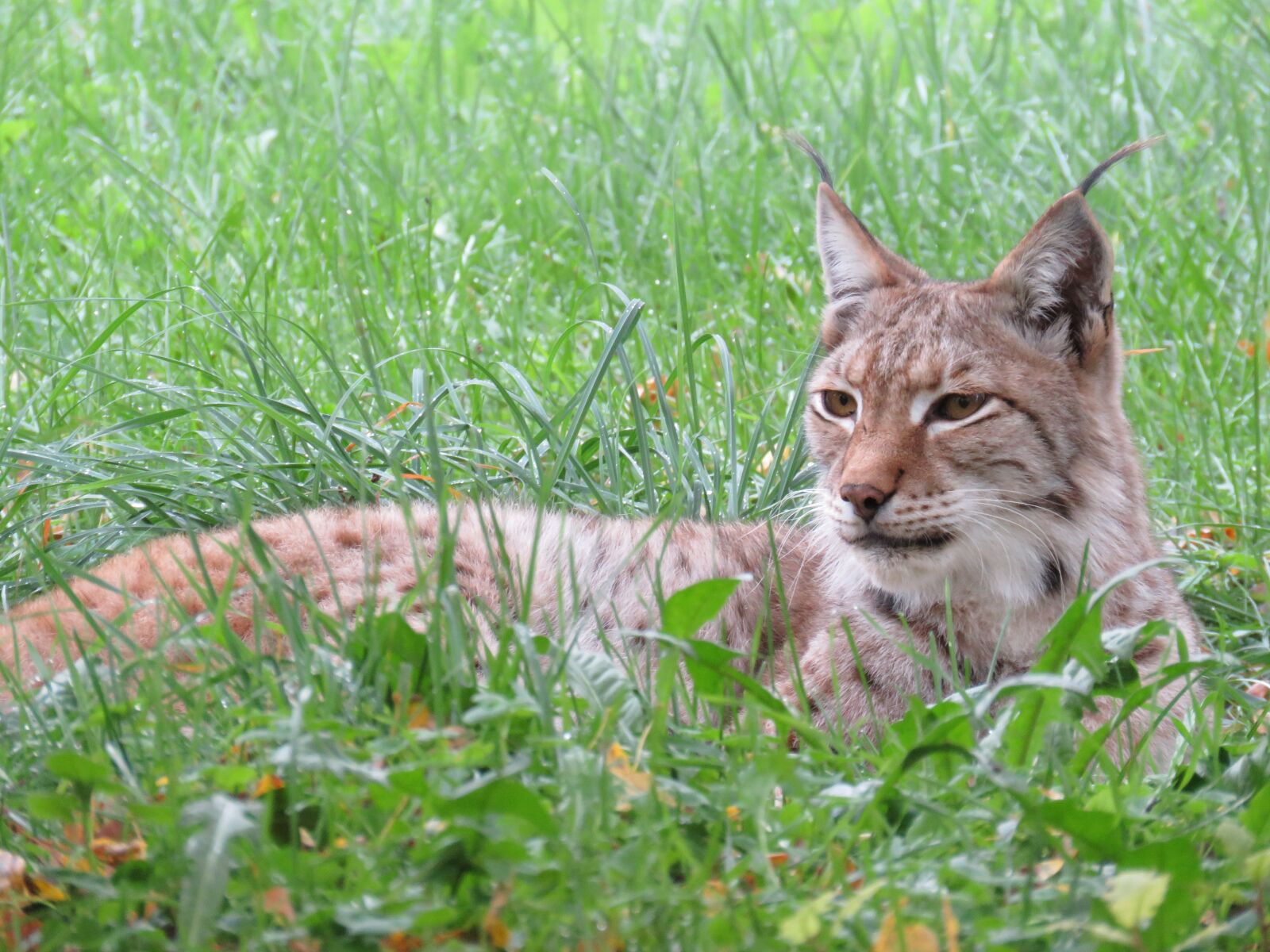 Canon PowerShot SX60 HS sample photo. Lynx, nature, animal photography