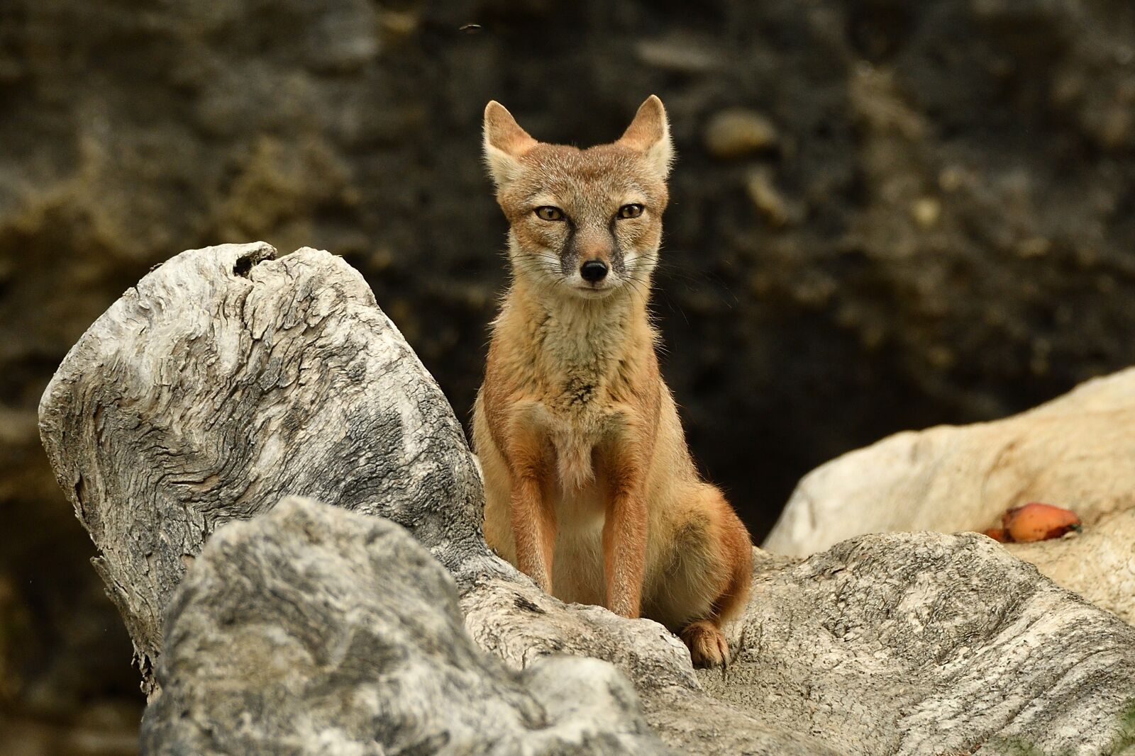 Nikon D500 sample photo. Desert fox, animal, nature photography