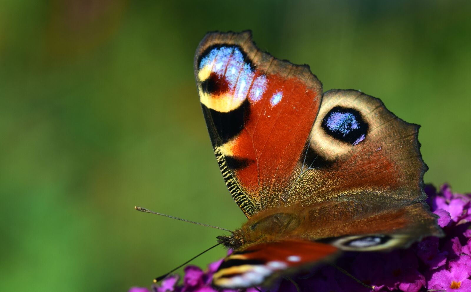 Nikon D3300 sample photo. Peacock, butterfly, insect photography
