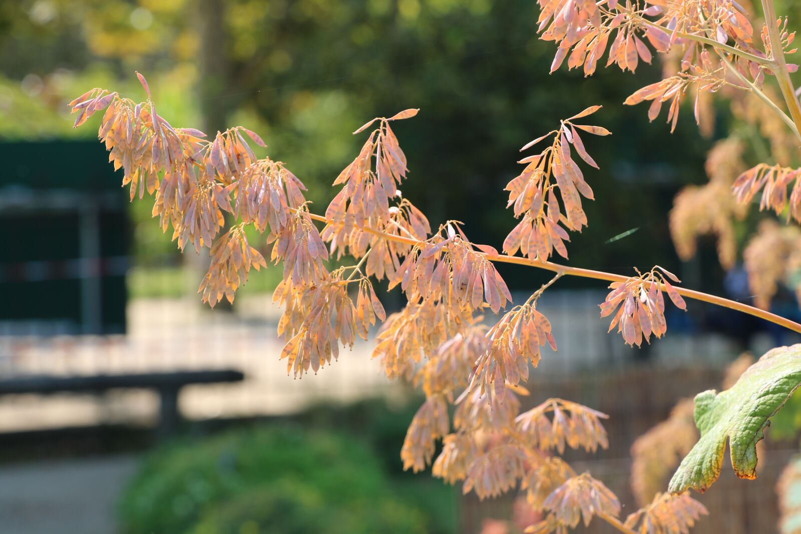 Canon EOS 760D (EOS Rebel T6s / EOS 8000D) + Canon EF-S 18-135mm F3.5-5.6 IS USM sample photo. Park, garden, nature photography