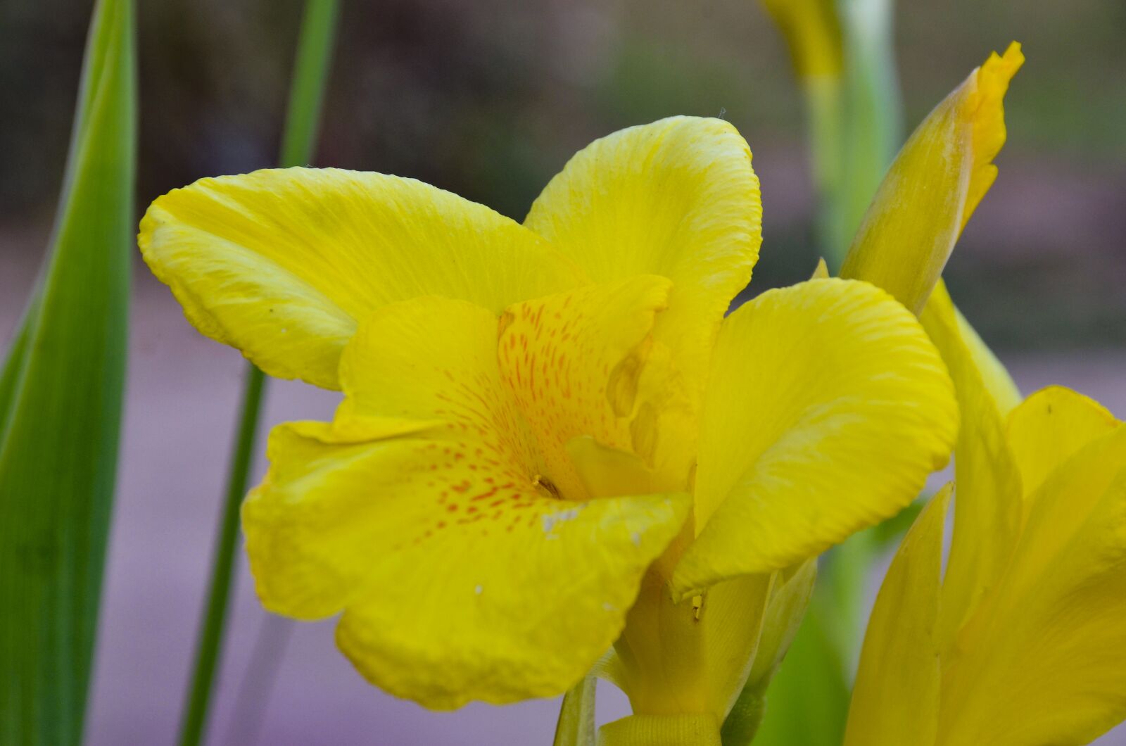 Nikon D7000 sample photo. Yellow, flower, close up photography