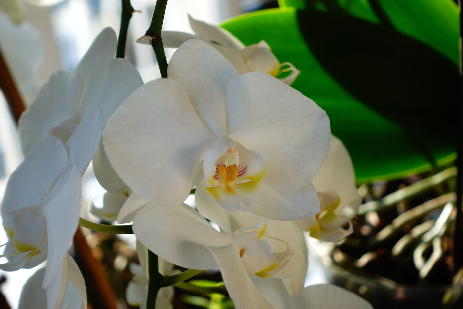 Sony DSC-RX100M5A sample photo. Flower, orchid, white photography