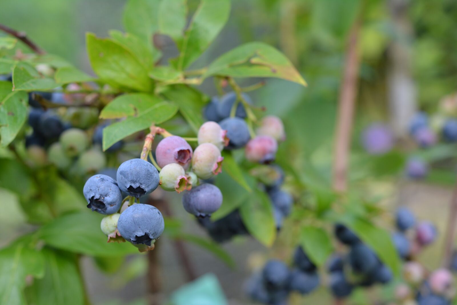 Nikon D5200 sample photo. Bilberry american, blueberries, fruit photography