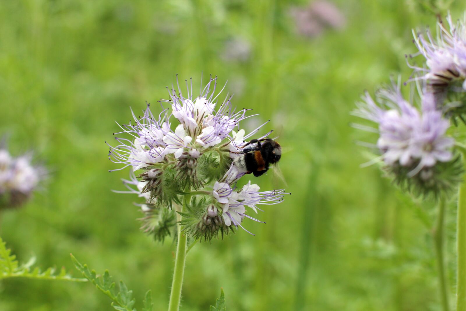 Canon EOS 600D (Rebel EOS T3i / EOS Kiss X5) + Canon EF 50mm F1.4 USM sample photo. Blossom, bloom, hummel photography