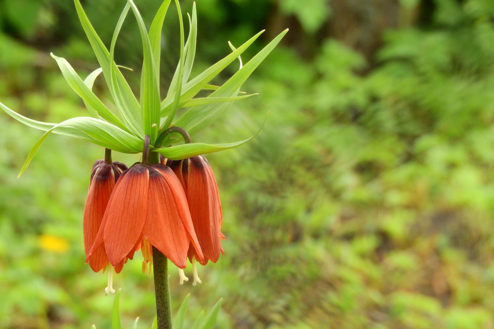 Nikon Coolpix P610 sample photo. Fritillaria imperialis, the son photography