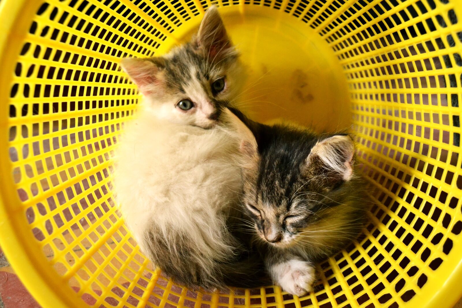 Nikon D3100 sample photo. Cats, minima, babies photography