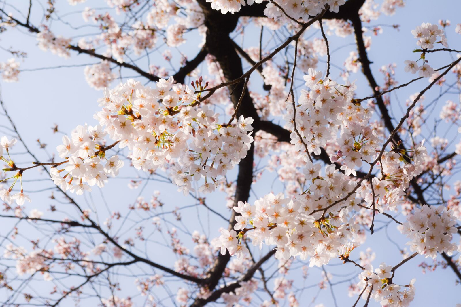 Nikon D5200 sample photo. Cherry blossoms, spring, japan photography