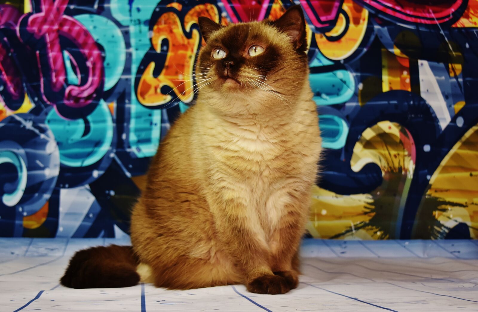 Nikon D7200 sample photo. British shorthair, cat, brown photography