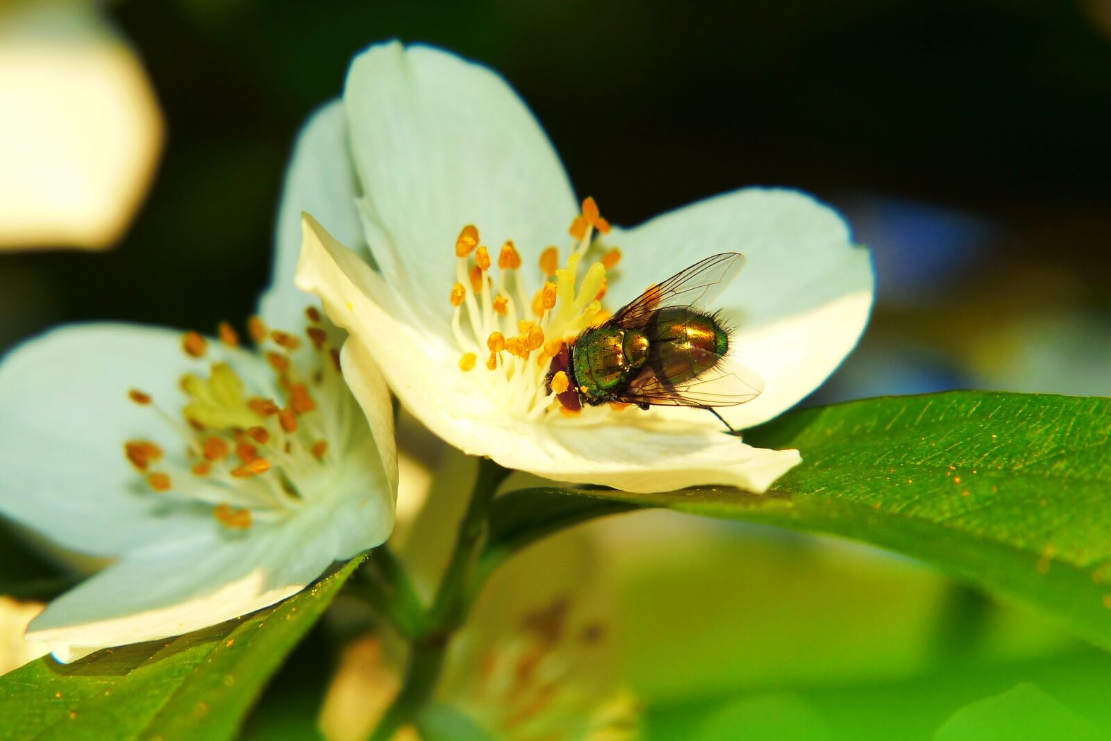 Panasonic Lumix DMC-FZ200 sample photo. Padlin wka imperial, much photography