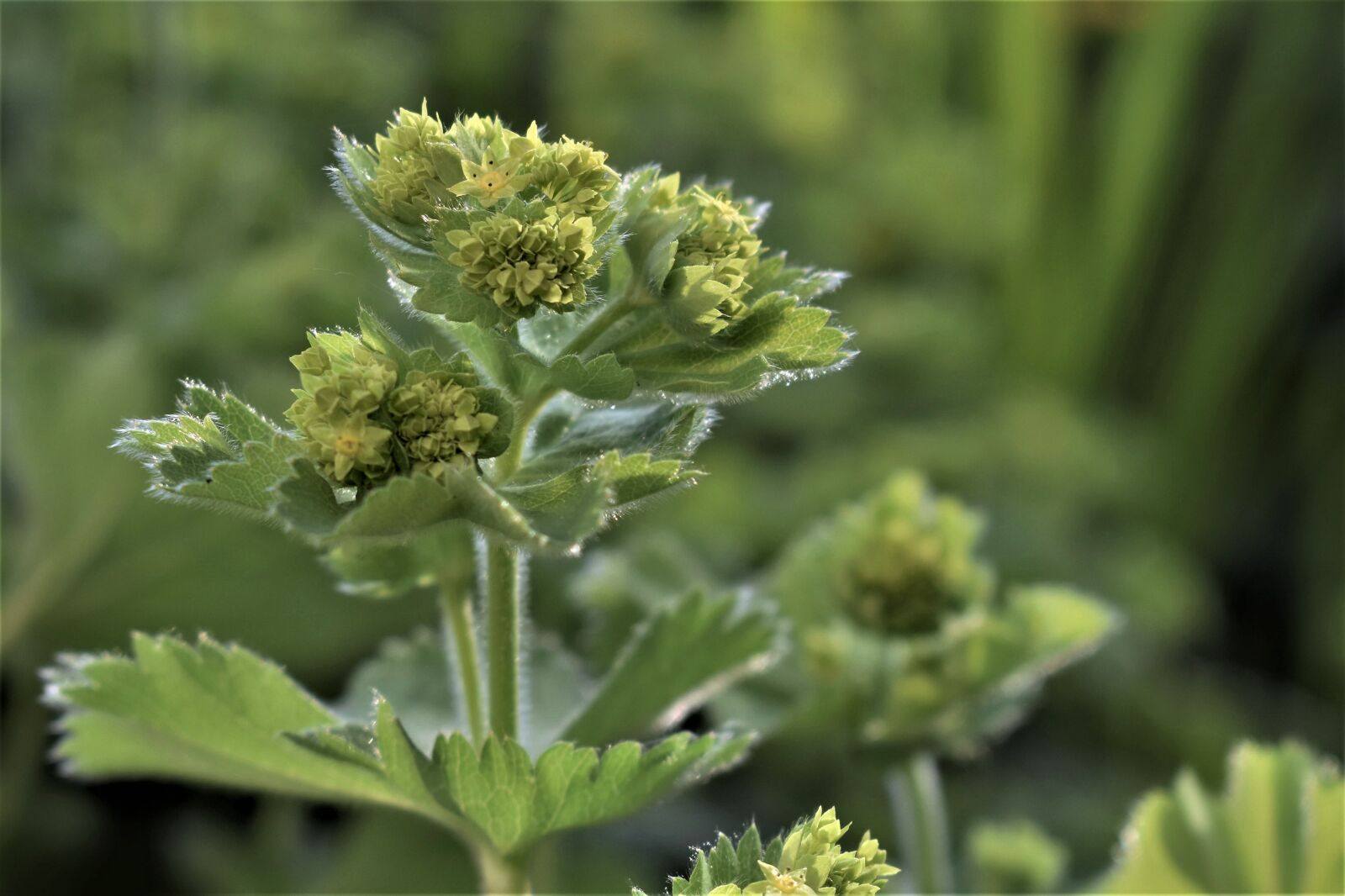 Nikon D5500 sample photo. Frauenmantel, medicinal herb, nature photography