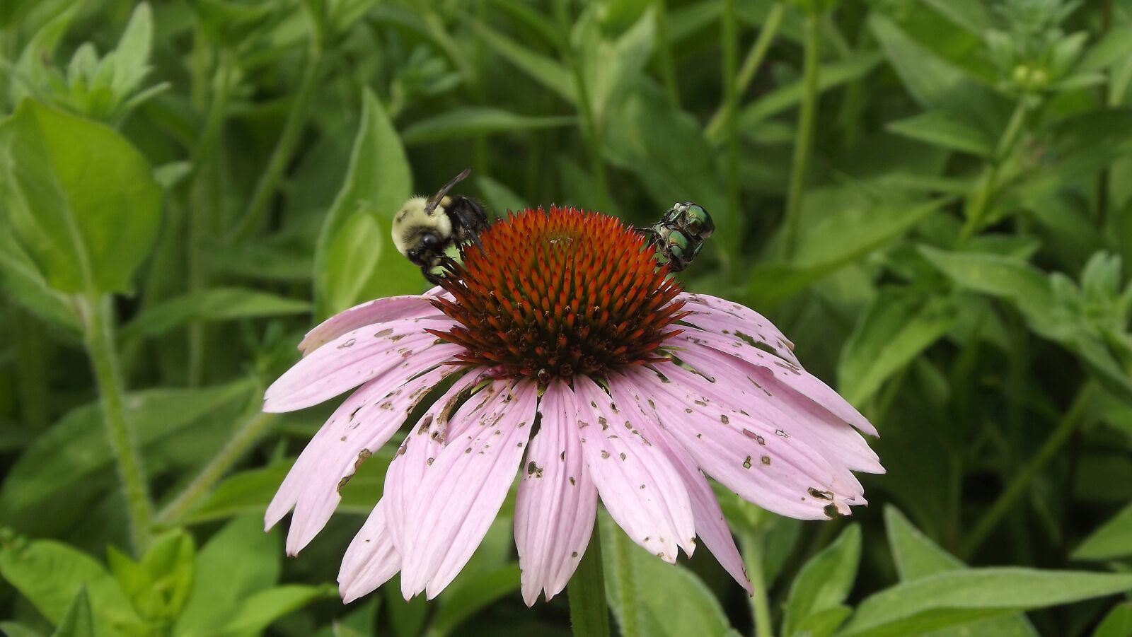 Fujifilm FinePix S3400 sample photo. Vegetation, flowers, summer photography
