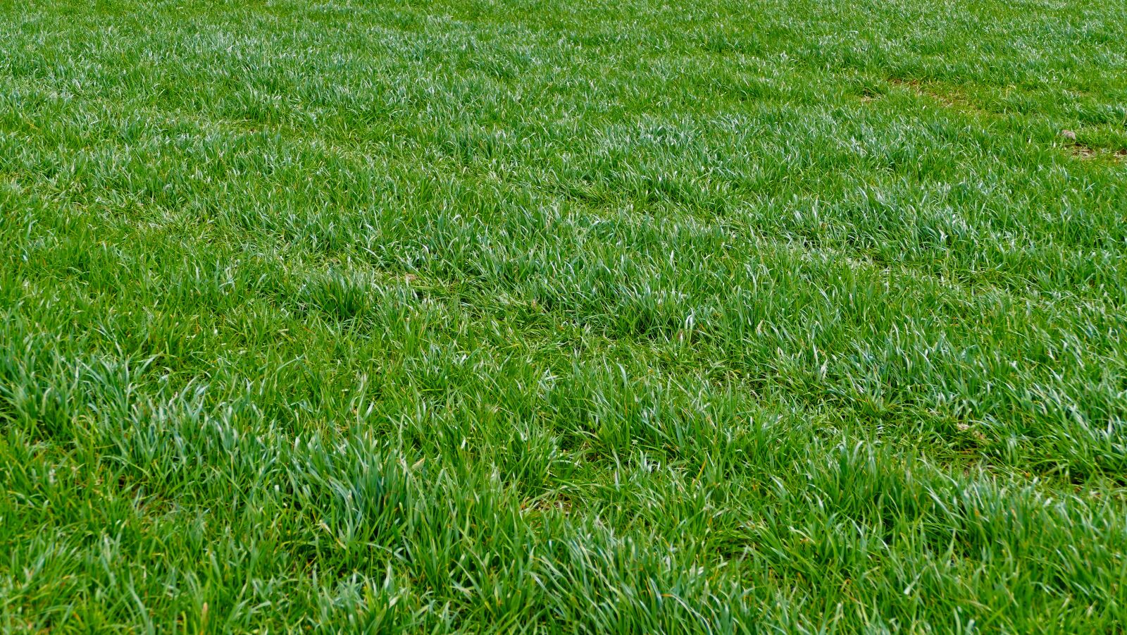 Panasonic Lumix DMC-FZ1000 sample photo. Nature, agriculture, grass photography