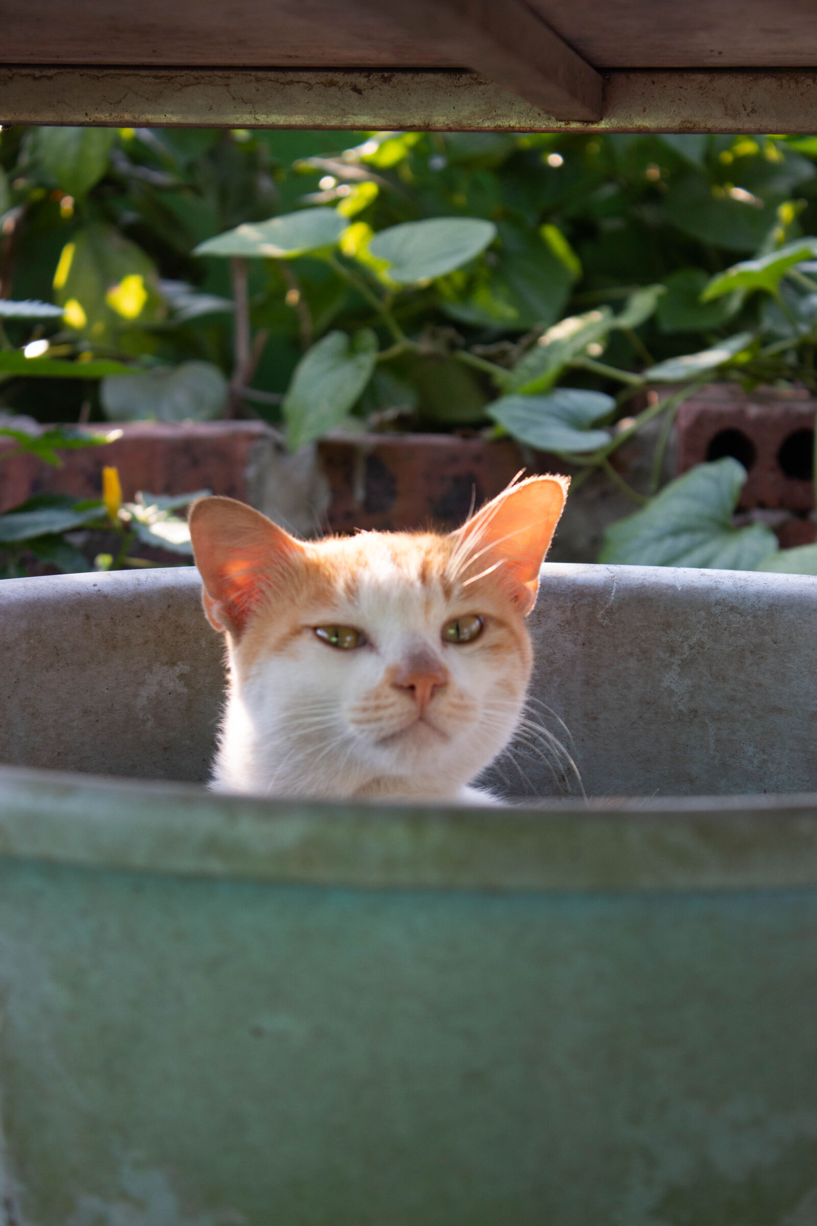Canon EOS 700D (EOS Rebel T5i / EOS Kiss X7i) sample photo