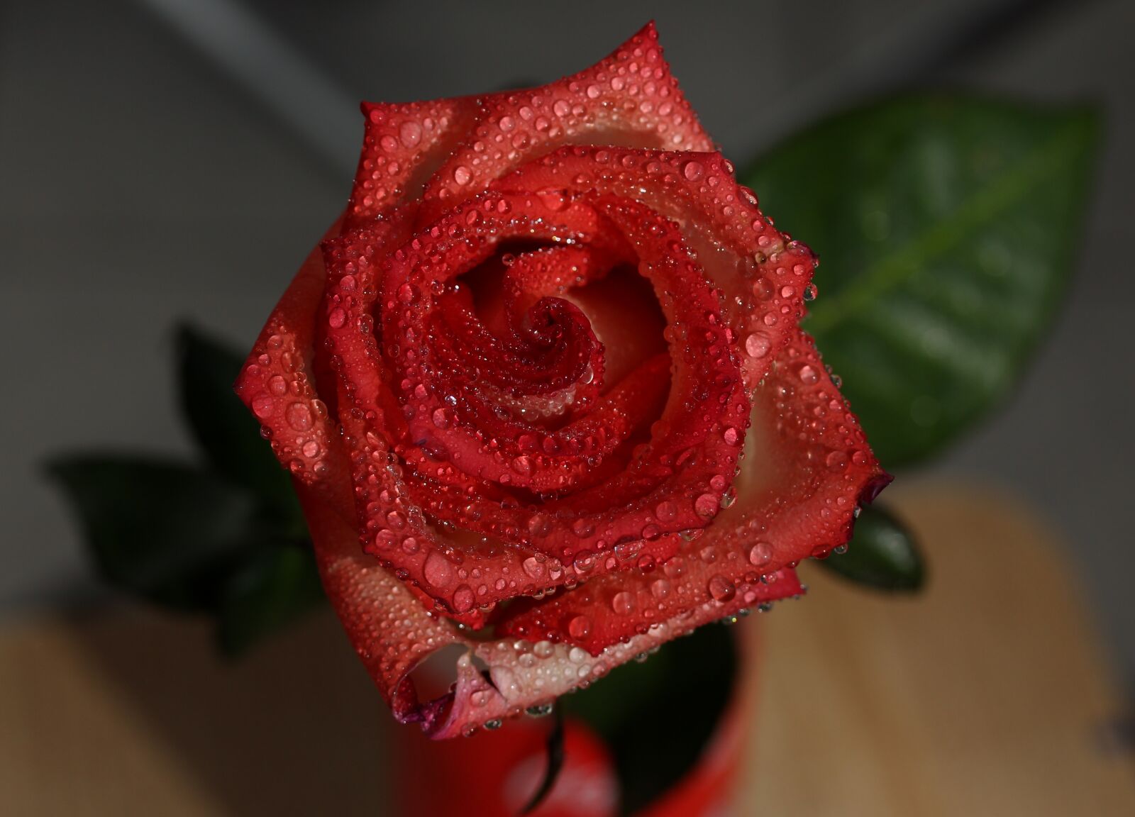 Canon EF-S 60mm F2.8 Macro USM sample photo. Rose, red, wet photography