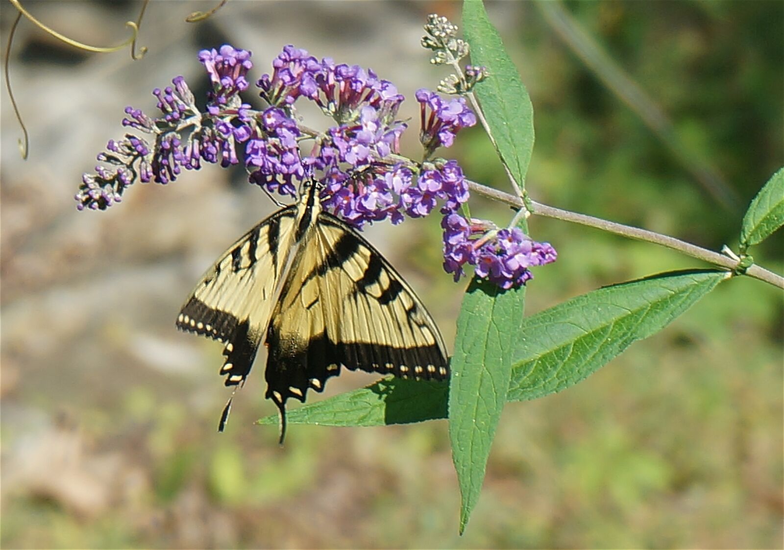 Sony Alpha NEX-5T sample photo. Tiger swallowtail, butterfly bush photography
