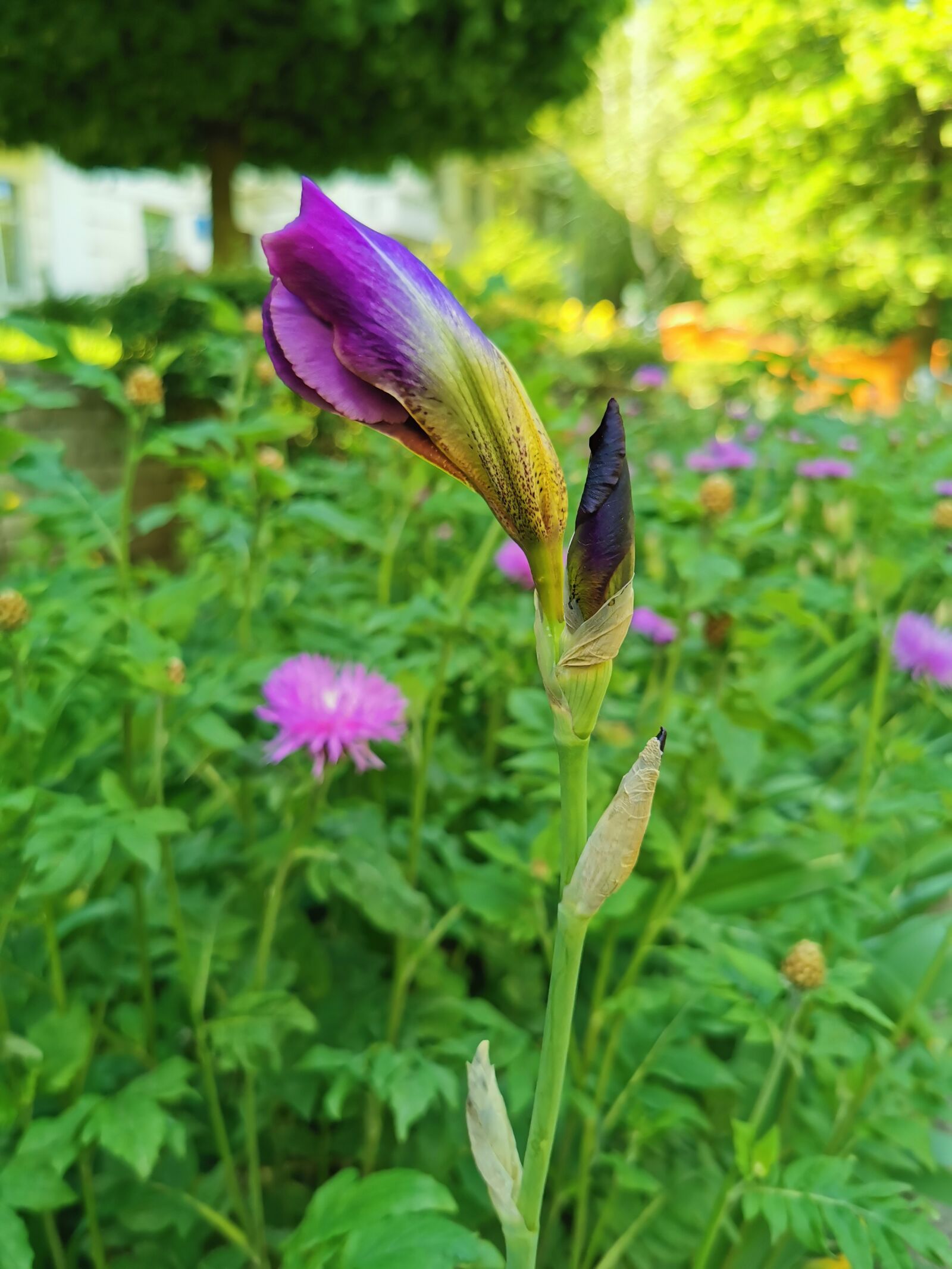 HUAWEI P30 Pro sample photo. Irises, flowers, greenery photography