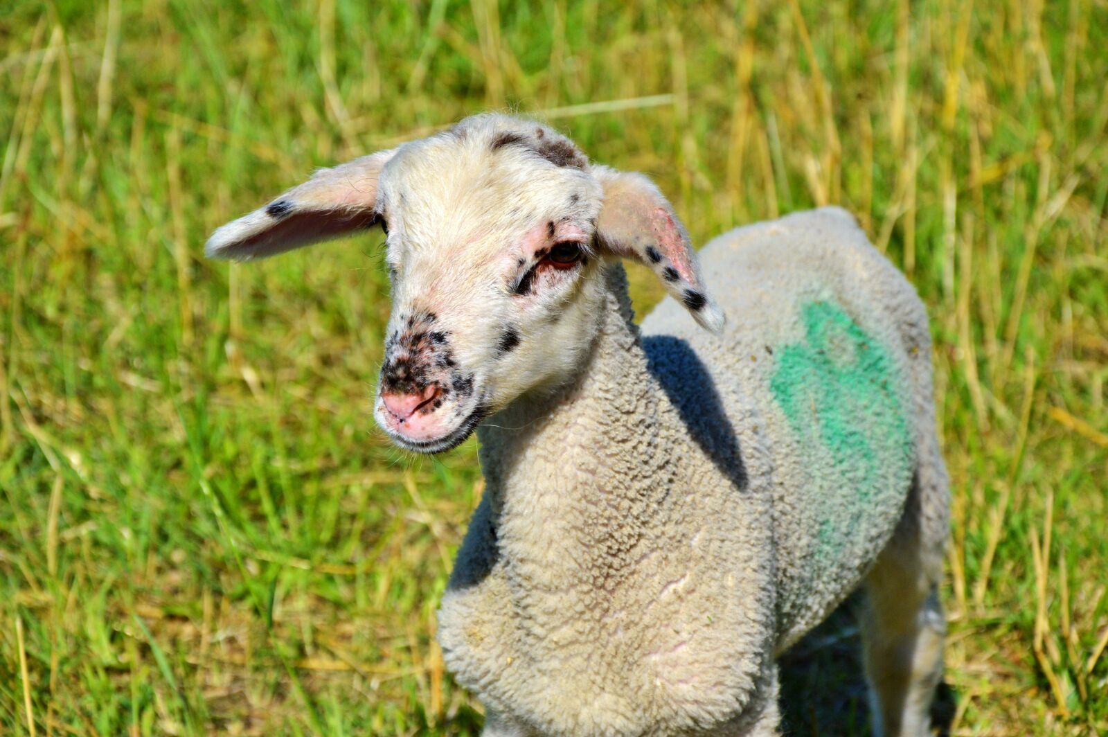 Nikon D3200 sample photo. Sheep, schäfchen, livestock photography