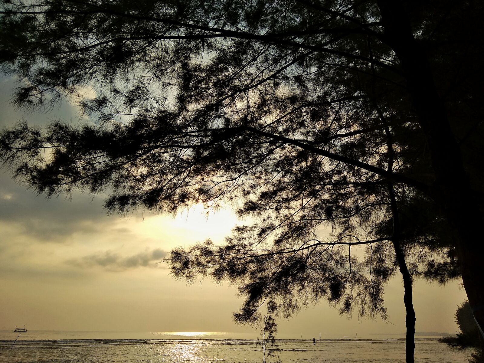 Xiaomi Redmi 5A sample photo. Beach, sunrise, the tree photography