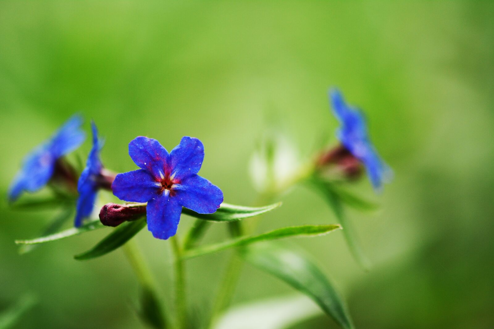 Nikon D7100 sample photo. Flowers, purple flowers, nature photography