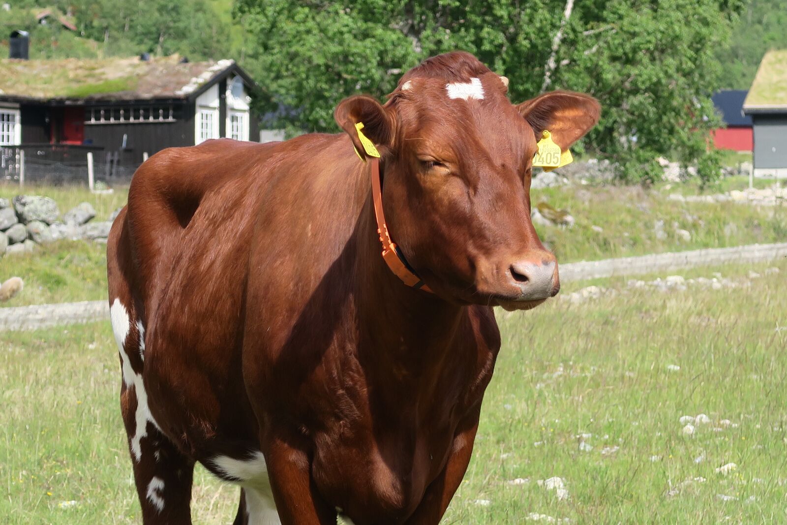 Canon PowerShot G5 X sample photo. Cow, the nature of photography