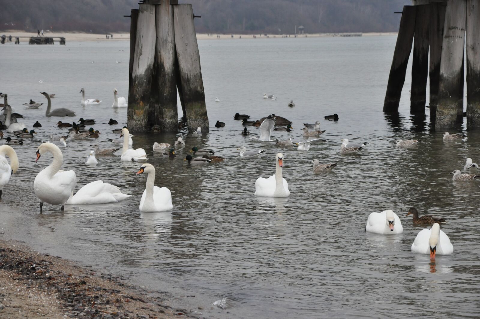 Nikon D90 sample photo. Sea, swans, the pier photography