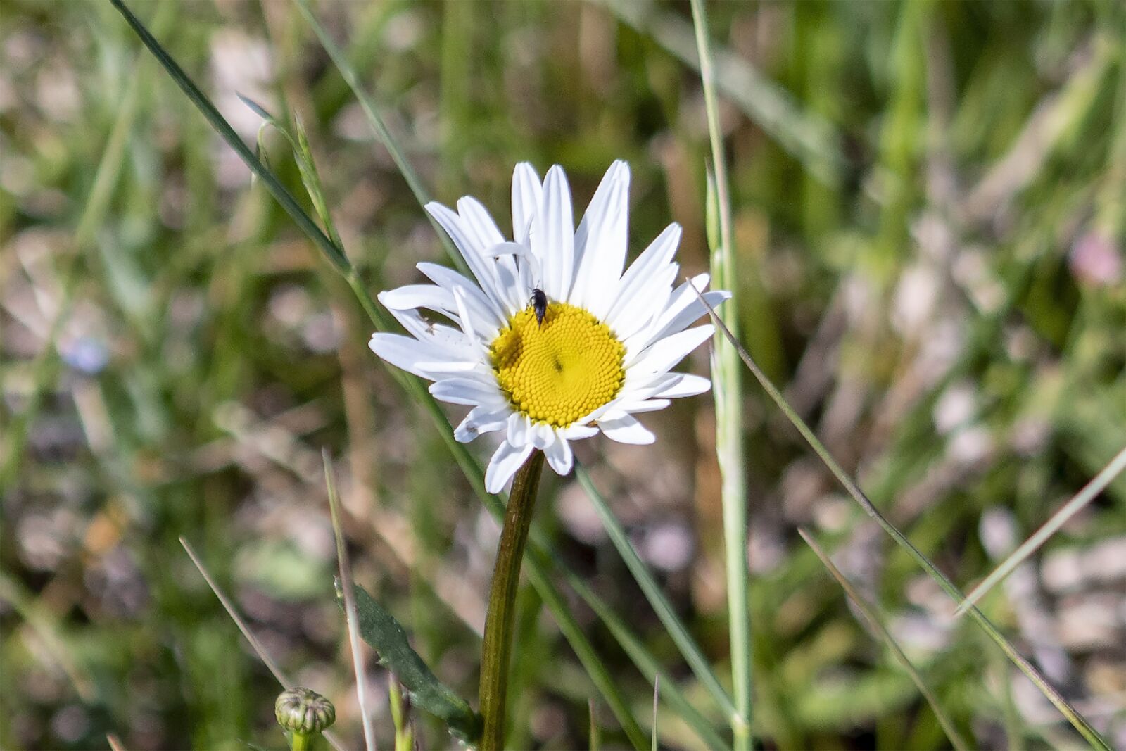 Canon EF75-300mm f/4-5.6 sample photo. Wildflower, daisy, meadow flower photography